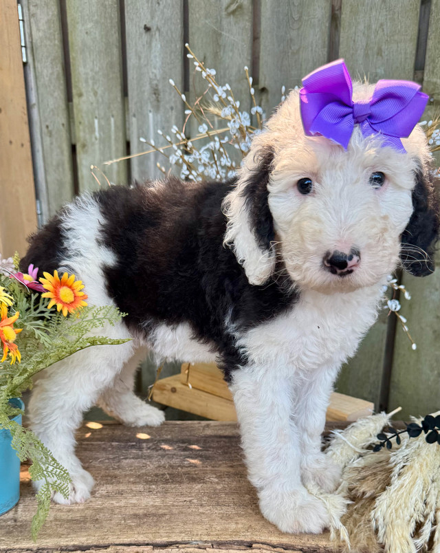 Sheepadoodle F2 Puppies in Dogs & Puppies for Rehoming in Chatham-Kent - Image 2