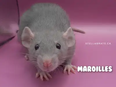 Reservations open, female rats, View more
