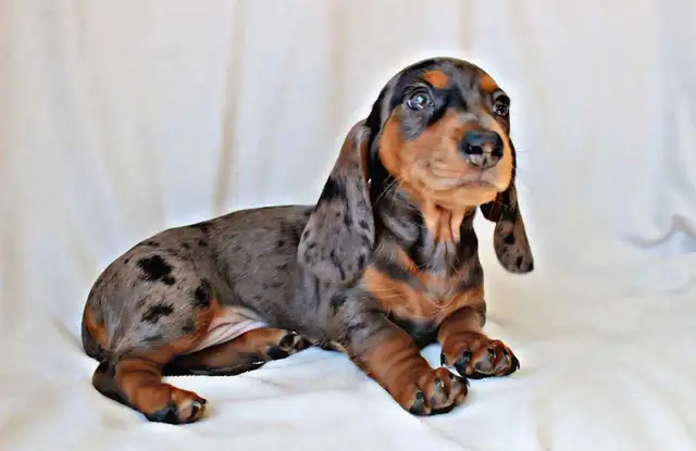 Miniature Dachshund puppy male in Dogs & Puppies for Rehoming in Calgary - Image 5