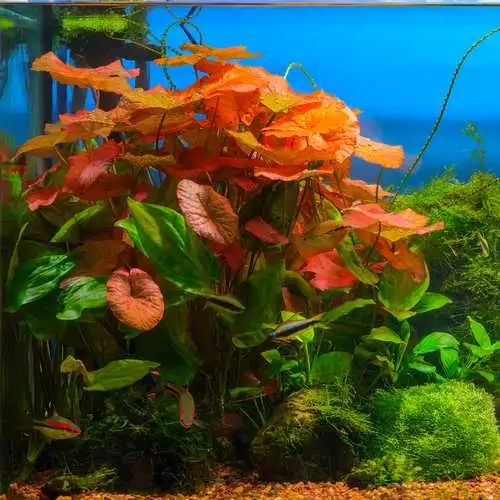 Red Tiger Lotus in Fish for Rehoming in Winnipeg - Image 3
