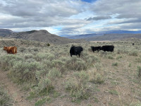 Wanted: Summer Range for cattle herd.
