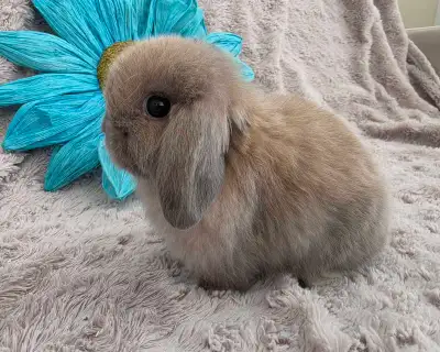 Dwarf Holland lop baby bunny, View more