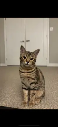 9 Month Kitten Bengal Mix (Female)