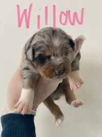 Mini Australian Shepherds