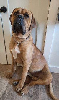 2 year old mastiff for rehoming