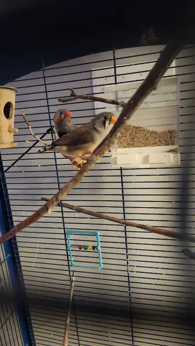 Bonjour j'ai un jeune couple de moineau du japon à vendre 35$ pour les 2 , et un couple de pinsons m...