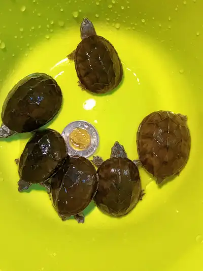 PLS TEXT 437-249-6875 , We have 1 Juvenile -3cm in length available, Delivery or pickup available Ju...
