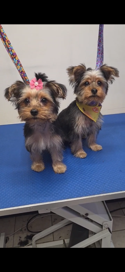 Yorkshire terrier puppies for sale, View more