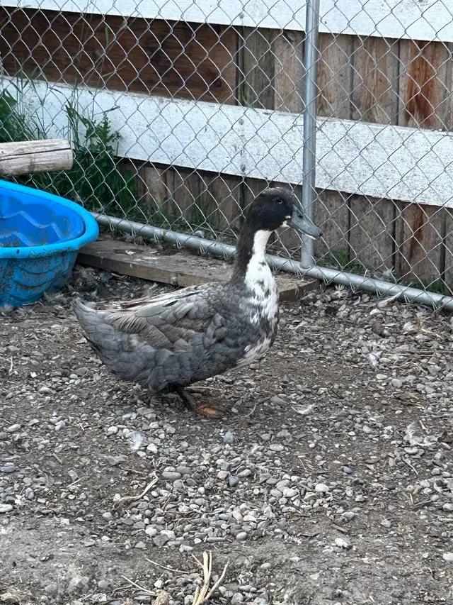 Drake ducks  in Livestock in Red Deer - Image 3