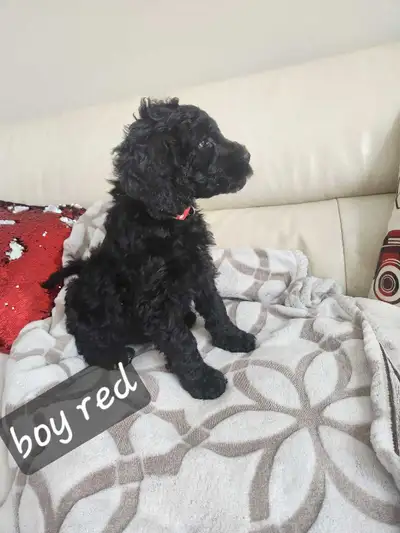 Cockapoo Puppies 2 left, View more