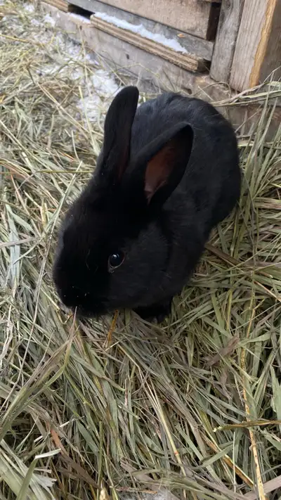 Rex Bunnies, View more