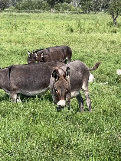 Female Miniature Donkeys, View more