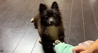 Pomeranian puppies for rehoming, View more