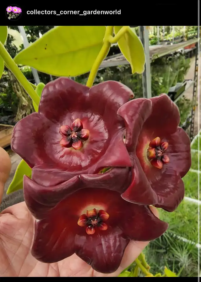 Hoya gigas  plant in Plants, Fertilizer & Soil in City of Toronto - Image 2