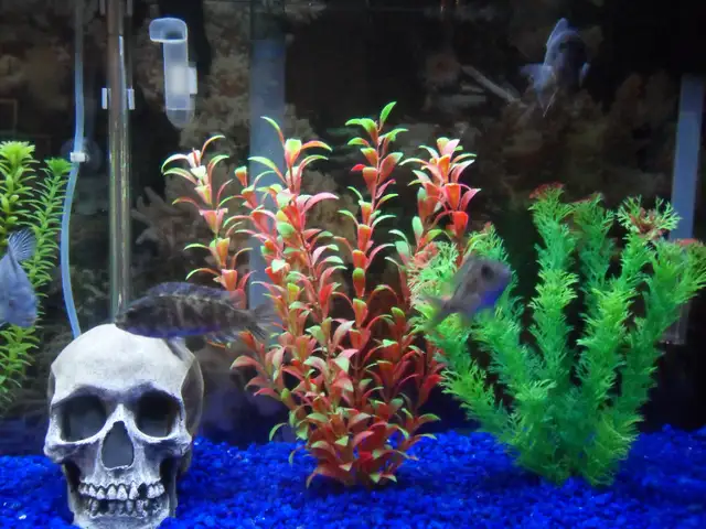 Cleaning aquariums (maintenance) Entretien des aquariums in Other in Laval / North Shore - Image 8