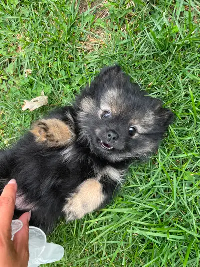 TECUP POMERANIANS, View more