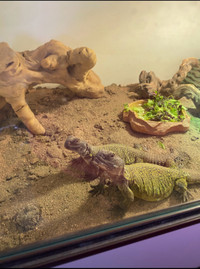 Uromastyx lizards pair (male and female) 