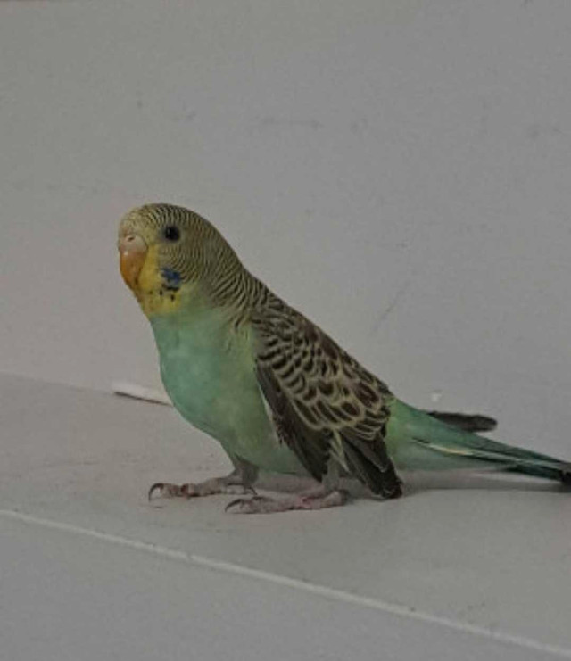 budgie for sale in Birds for Rehoming in Saskatoon - Image 3