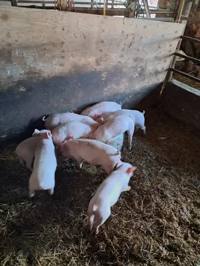 2 Weaned piglets, View more