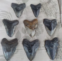 GENUINE MEGALODON SHARK TEETH - AWESOME & COOL to DISPLAY