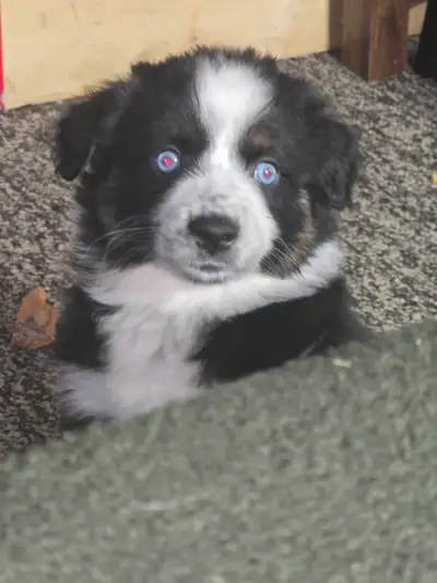 Mini Australian Shepherd Puppies, View more