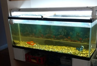 36 gallon fish tank for sale