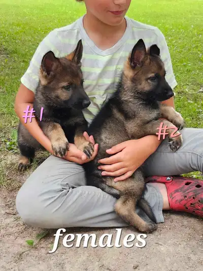 German Shepherd puppies ( purebred), View more