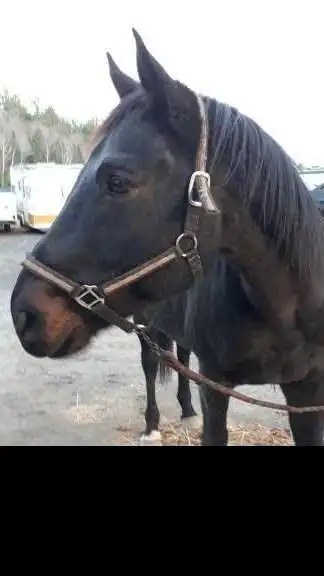 Black Gelding 16.1 hh,Friendly qtr./thorobred cross.