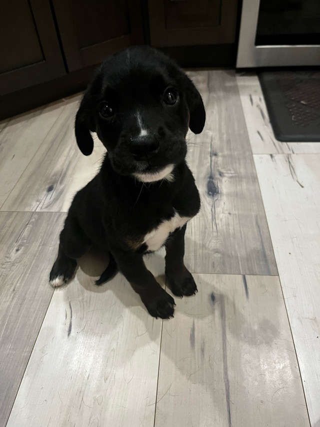 Bernese-lab mix Puppies in Dogs & Puppies for Rehoming in Saskatoon - Image 2