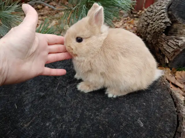 EXTRAORDINARY Baby Lionhead Bunny Rabbit in Small Animals for Rehoming in Kingston - Image 10