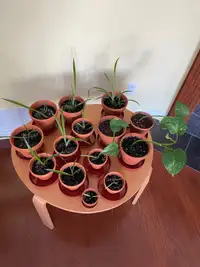 Indoor house plants - assorted 