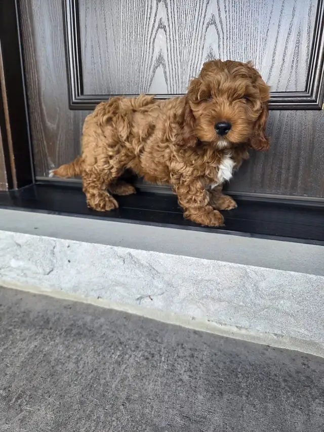 Gorgeous miniature Red cockapoo puppies | Dogs & Puppies for Rehoming ...