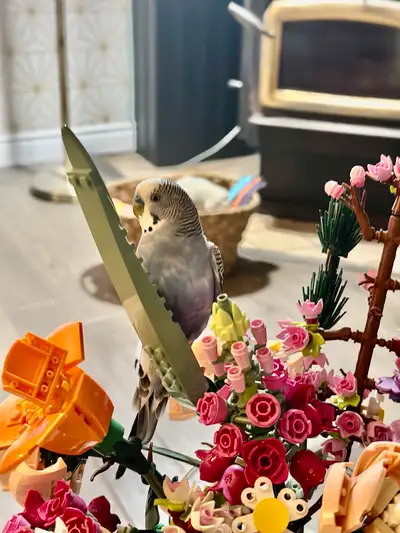 Currently have a male one year-old budgie, which I’m looking to have a buddy for him, looking for pr...