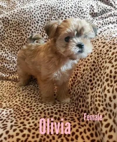 Sweet Lil' Shorkie X Maltese Puppies Available Hypoallergenic, View more