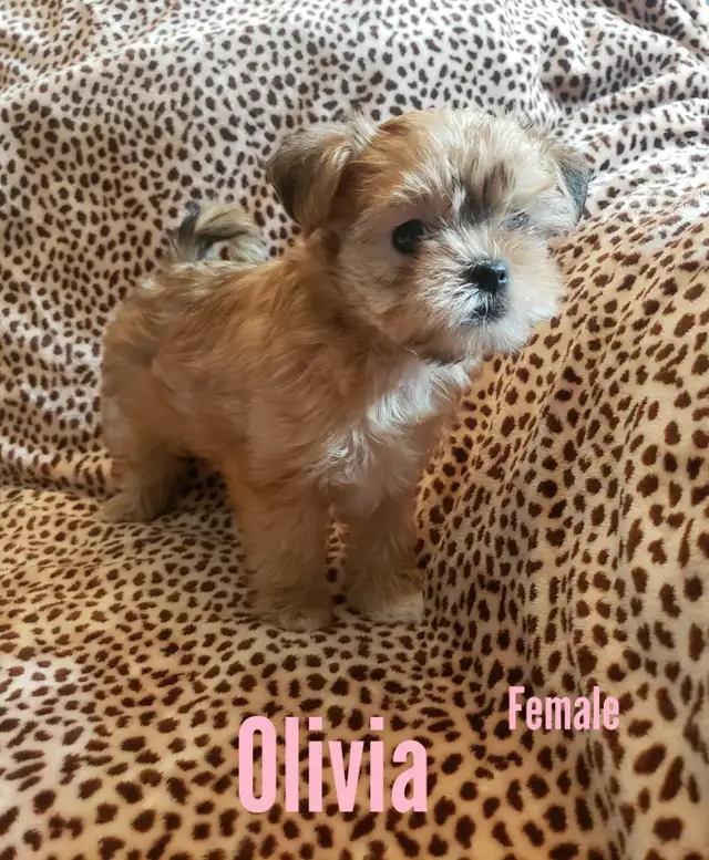 Beautiful Shorkie X Maltese Puppies!! Hypoallergenic **1 Left in Dogs & Puppies for Rehoming in Edmonton - Image 4