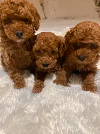 Beautiful toy size red hair female poodles $2400