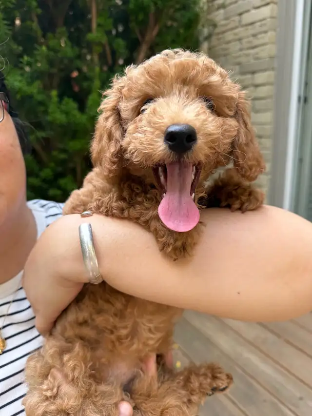 Toy cockapoo boy available in Dogs & Puppies for Rehoming in City of Toronto - Image 8