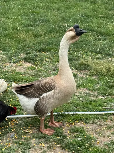 male goose (Chinese), View more