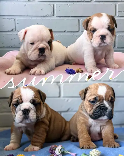 English Bulldog Puppy CKC Registered Champion Bloodline Available for reservation ready to go on the...
