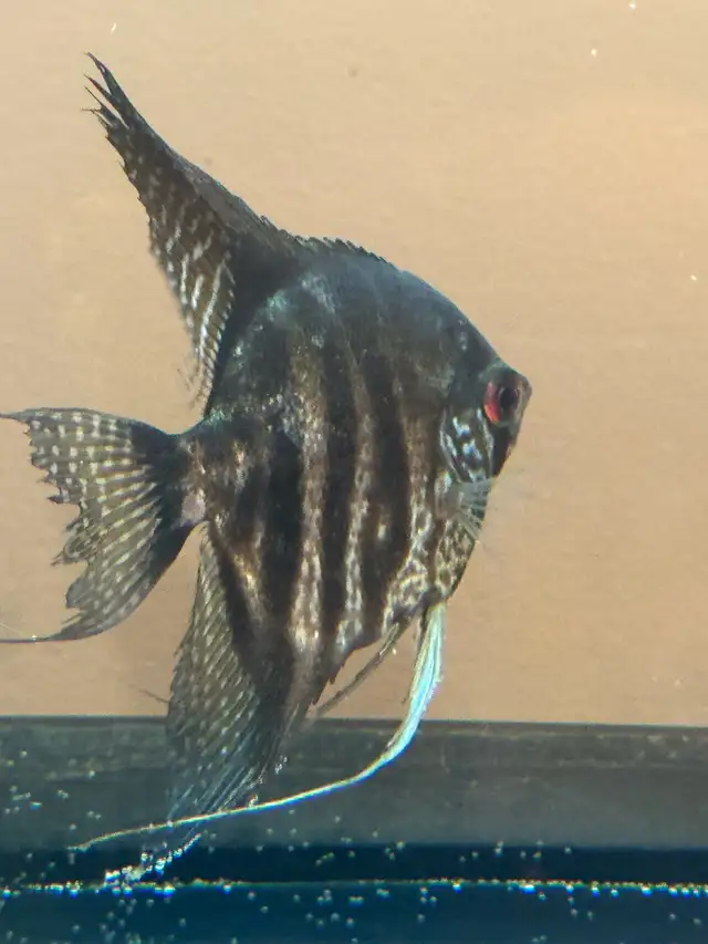 scalaire (ange) in Fish for Rehoming in Laurentides - Image 5