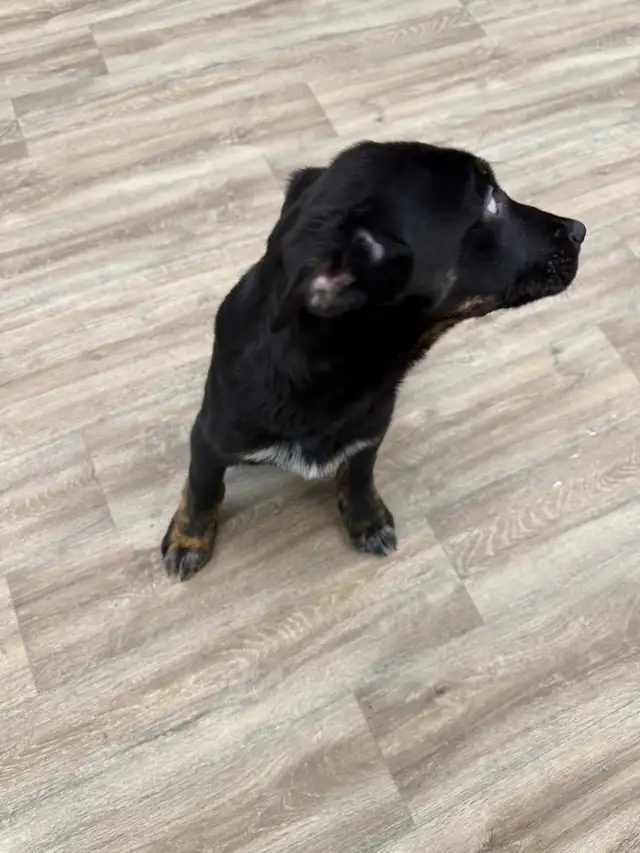 German Shepherd mix Male puppy in Dogs & Puppies for Rehoming in City of Toronto - Image 5