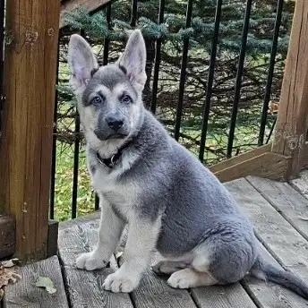 Similar to German Shepherd puppies in Dogs & Puppies for Rehoming in Oakville / Halton Region - Image 10