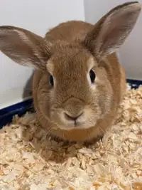 Male rabbit one year old 