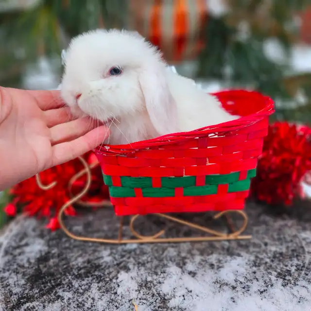 EXTRAORDINARY NETHERLAND DWARF, HOLLAND LOP,  ANGORA BUNNIES in Small Animals for Rehoming in Thunder Bay - Image 5