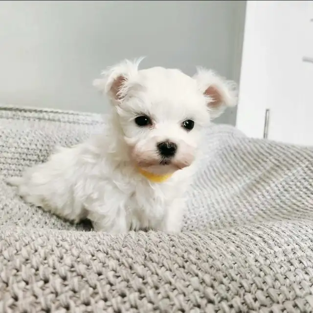 ❤️Beautiful TINY  TOY size Maltese - one female left❤️! in Dogs & Puppies for Rehoming in Edmonton - Image 4