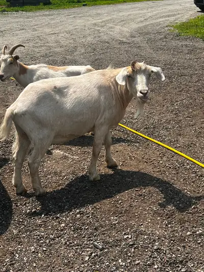 Goats in a pair or separate, View more