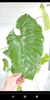 Giant Lush Green Philodendron Giganteum 