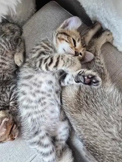 Highland lynx pure race! Tous nos chatons sont enregistrés au REFR. Viennent vaccinés et vermifugé....