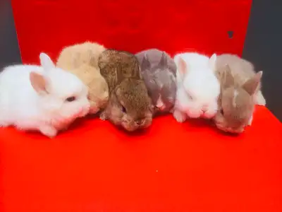 Baby Netherland dwarf bunnies for sale. About 2 months old Eats hay, pellets, green leaf vegetables....