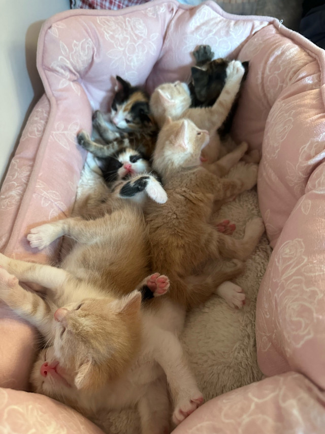 Ragdoll Mainecoon / Russian Blue Mix in Cats & Kittens for Rehoming in Richmond